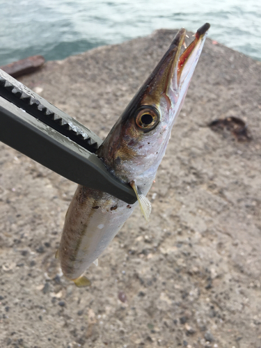 カマスの釣果