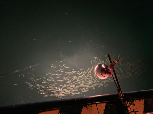 イワシの釣果