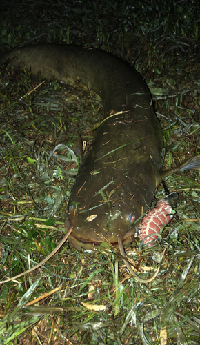 ナマズの釣果