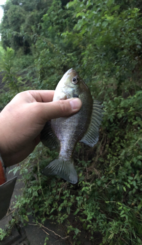 ブルーギルの釣果