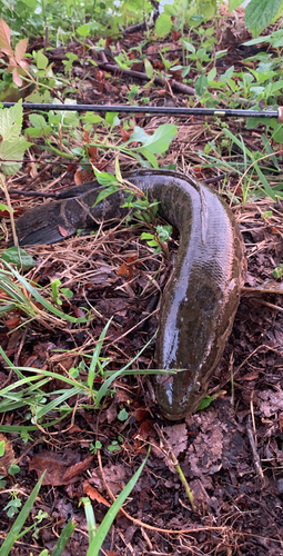 ライギョの釣果