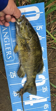 ラージマウスバスの釣果