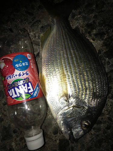 ヘダイの釣果