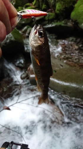 ヤマメの釣果