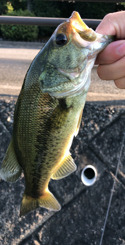 ラージマウスバスの釣果