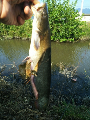 ナマズの釣果