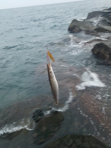 カマスの釣果