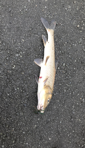 ニゴイの釣果