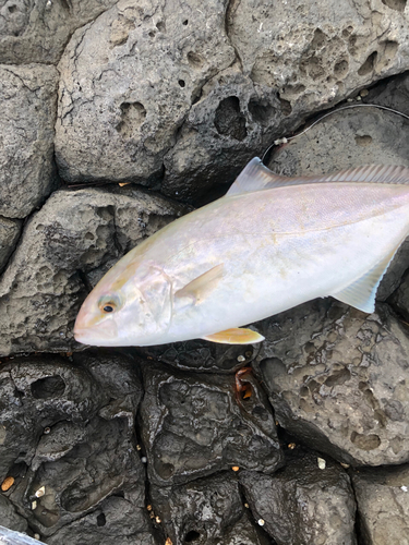 シオの釣果