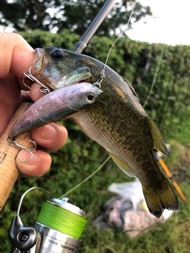 ブラックバスの釣果