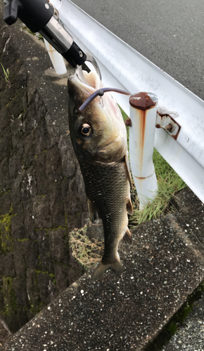 ニゴイの釣果