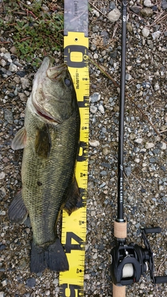 ブラックバスの釣果