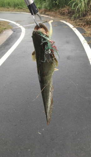 ナマズの釣果