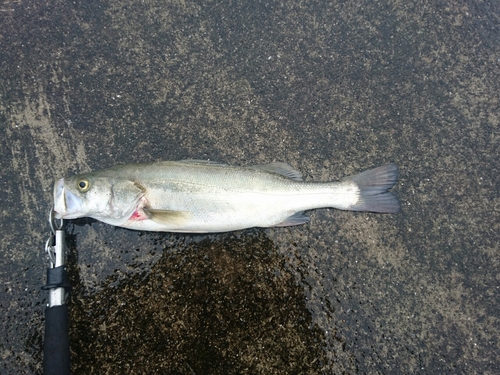 フッコ（マルスズキ）の釣果