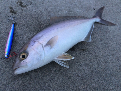 ショゴの釣果