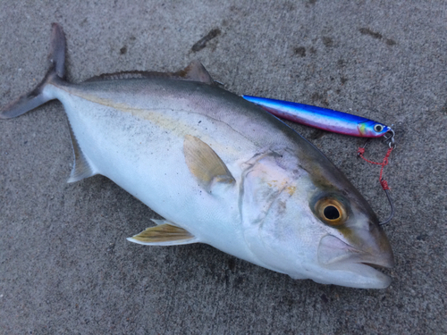 ショゴの釣果