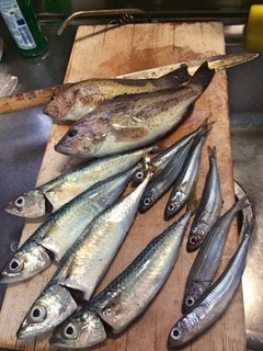 オオモンハタの釣果