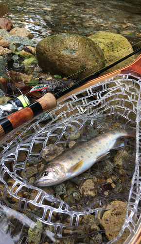 ヤマメの釣果