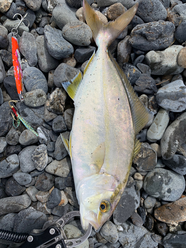 ショゴの釣果