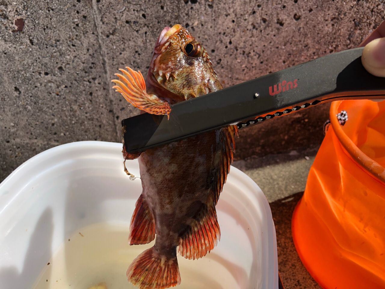 カサゴ