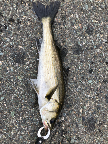 フッコ（マルスズキ）の釣果