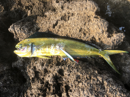 シイラの釣果