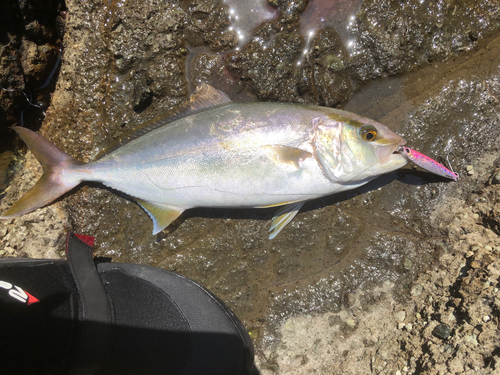 ショゴの釣果