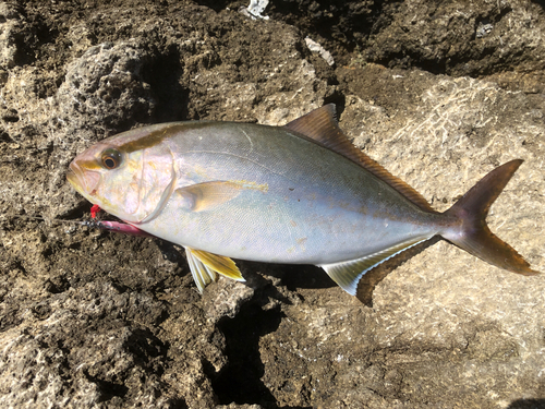 ショゴの釣果