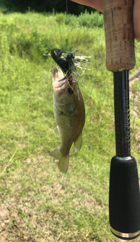 ブラックバスの釣果