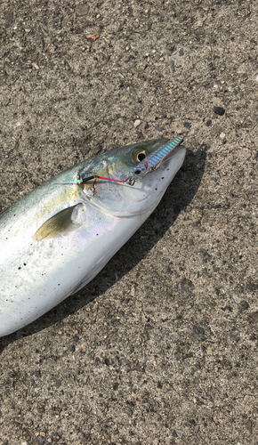 ツバスの釣果