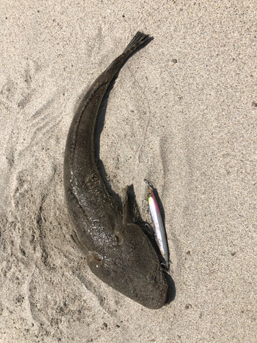 マゴチの釣果