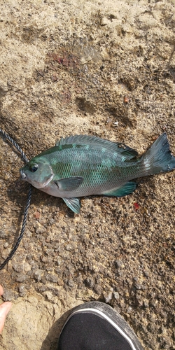 メジナの釣果