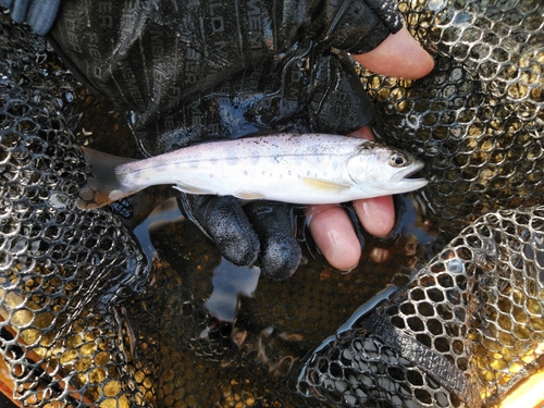 ヤマメの釣果