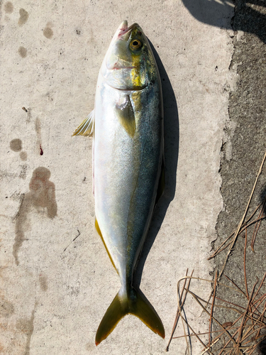 ワカシの釣果