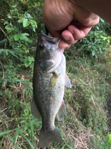 ラージマウスバスの釣果