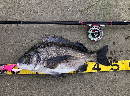 クロダイの釣果