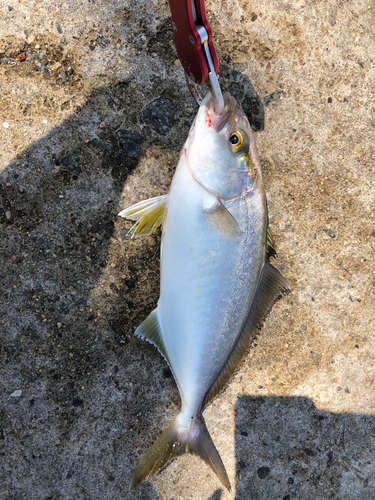 ショゴの釣果