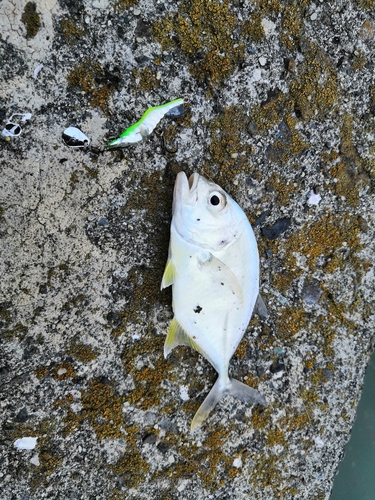 シマアジの釣果