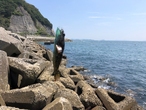 アナハゼの釣果