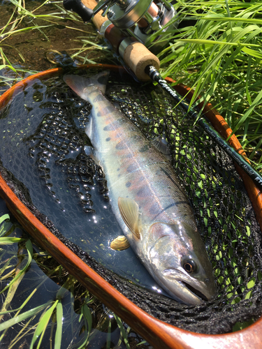 ヤマメの釣果