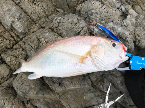 イシモチの釣果