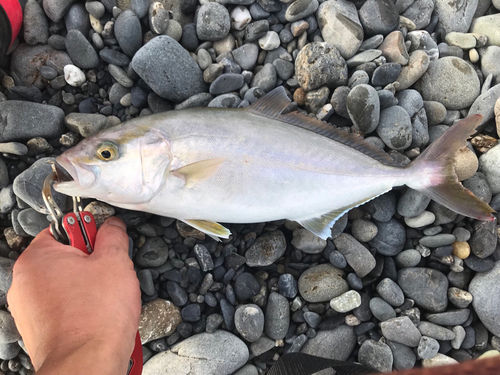 ショゴの釣果