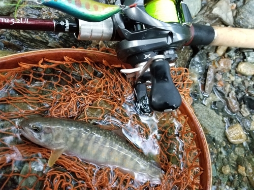 イワナの釣果