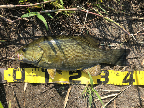 スモールマウスバスの釣果