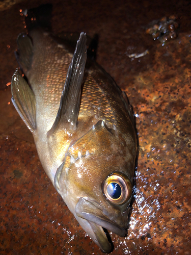 エゾメバルの釣果