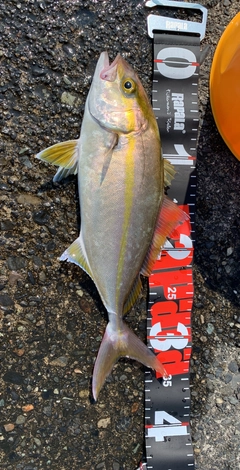 ショゴの釣果