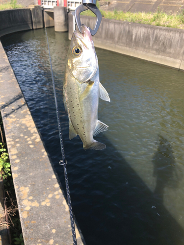 セイゴ（タイリクスズキ）の釣果