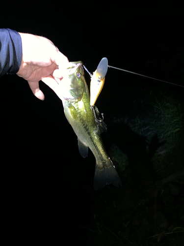 ラージマウスバスの釣果