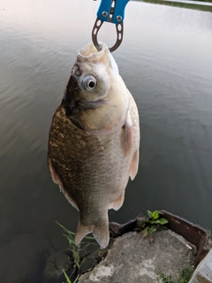 ヘラブナの釣果