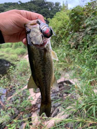 ラージマウスバスの釣果